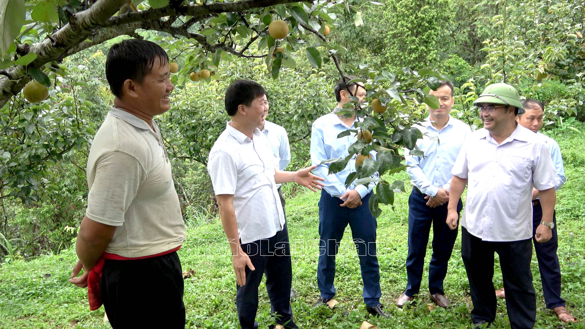 … thăm mô hình trồng lê của người dân xã Giang Ma, huyện Tam Đường.